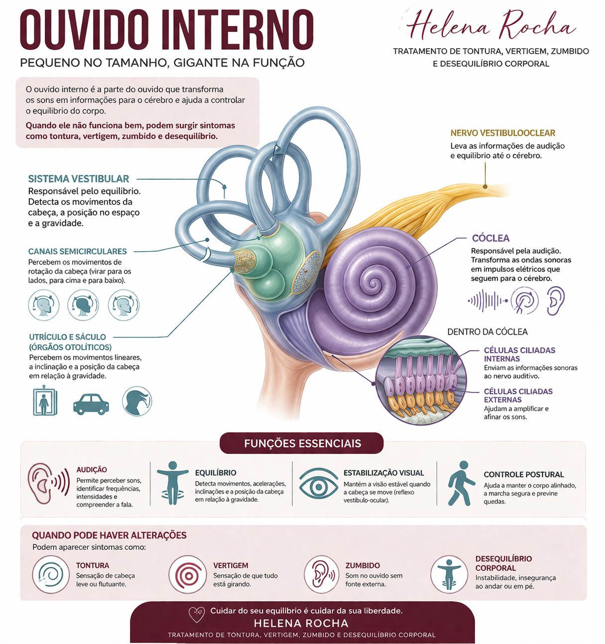 Ilustração anatômica do ouvido interno